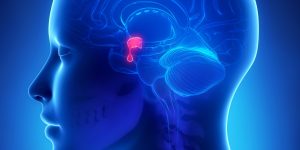 Essential Things You Need to Know about the Pituitary Gland