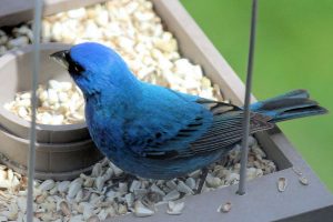 All you need to know about safflower bird seed