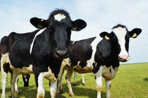 What Cattle Breeds Produce the Tastiest Beef?