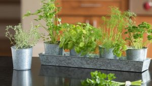 How to Grow Herbs at Home