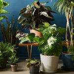 Leveraging Wholesale Nursery Pots for Your Business