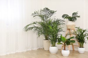 Design on a Dime: The Benefits of Wholesale Planters