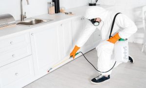 Furniture pest control hacks you should consider