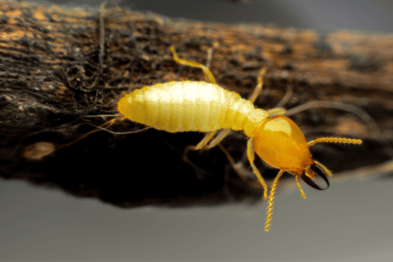 How to Recognize and Deal with “Silent Pests”