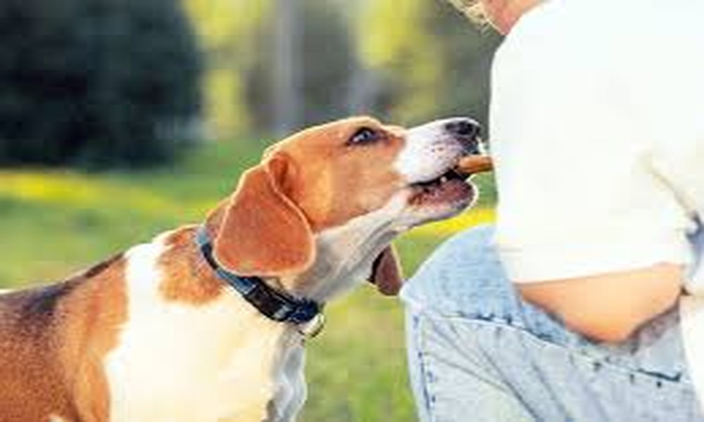 Beyond Biscuits: Creative Ways to Reward Your Dog Without Compromising Health