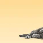 NexGard Spectra for Cats: The Monthly Treatment Changing Feline Care in NZ
