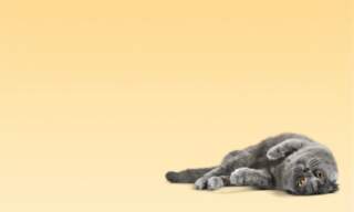 NexGard Spectra for Cats: The Monthly Treatment Changing Feline Care in NZ