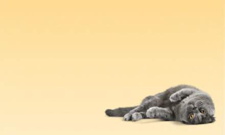 NexGard Spectra for Cats: The Monthly Treatment Changing Feline Care in NZ