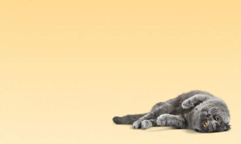 NexGard Spectra for Cats: The Monthly Treatment Changing Feline Care in NZ