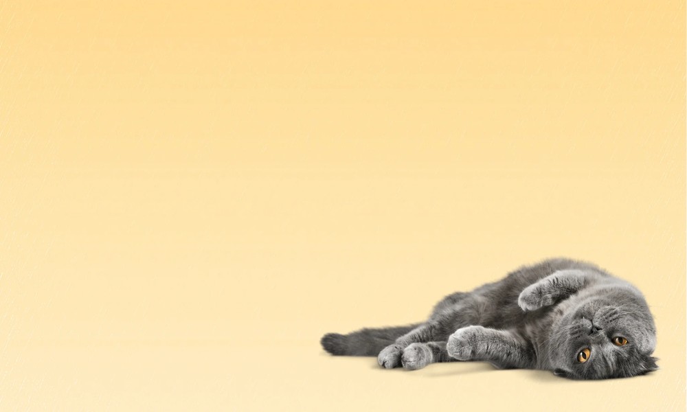 NexGard Spectra for Cats: The Monthly Treatment Changing Feline Care in NZ