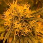 How bulk THCA flower pricing shifts across harvest seasons?