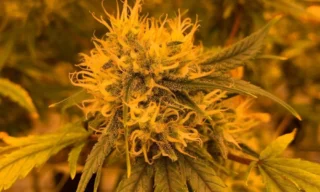 How bulk THCA flower pricing shifts across harvest seasons?