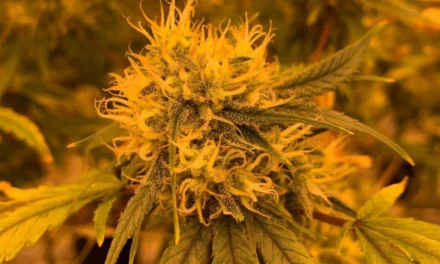 How bulk THCA flower pricing shifts across harvest seasons?