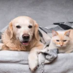 4 Services Pet Owners May Not Know Vet Clinics Provide