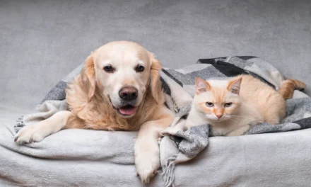 4 Services Pet Owners May Not Know Vet Clinics Provide