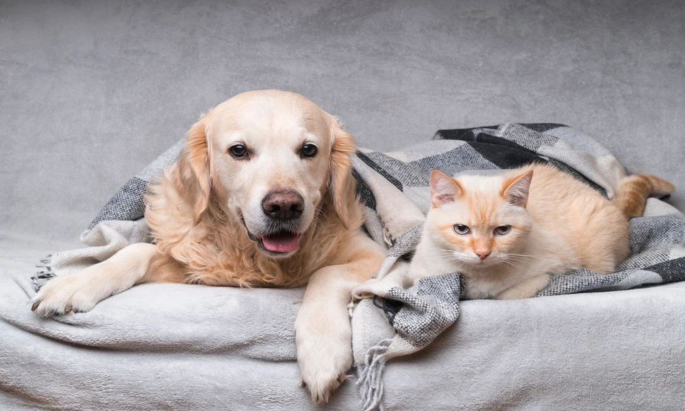 4 Services Pet Owners May Not Know Vet Clinics Provide