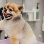 What Neurologic Screening At A Veterinary Clinic Can Reveal About Your Pet