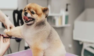 What Neurologic Screening At A Veterinary Clinic Can Reveal About Your Pet