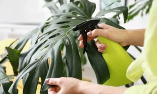 Clean at the Plant Is Not the Same as Clean at Your Sink