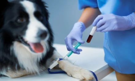 Why Blood Test Timing Matters When Measuring A Pet’s Medication Level