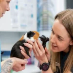 How Animal Urgent Care Recognizes A Possible Urinary Blockage In Cats