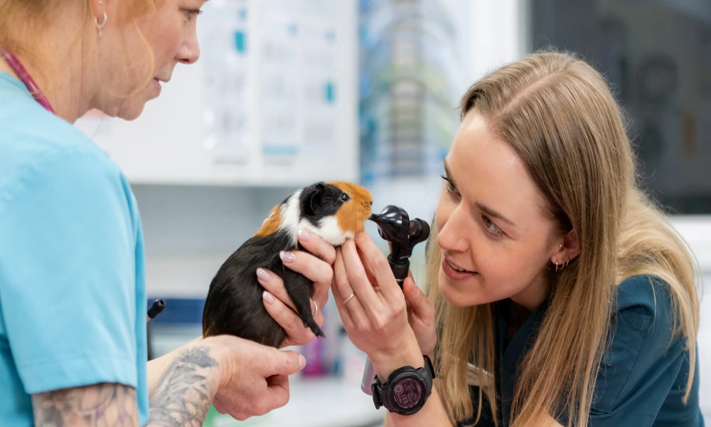 How Animal Urgent Care Recognizes A Possible Urinary Blockage In Cats